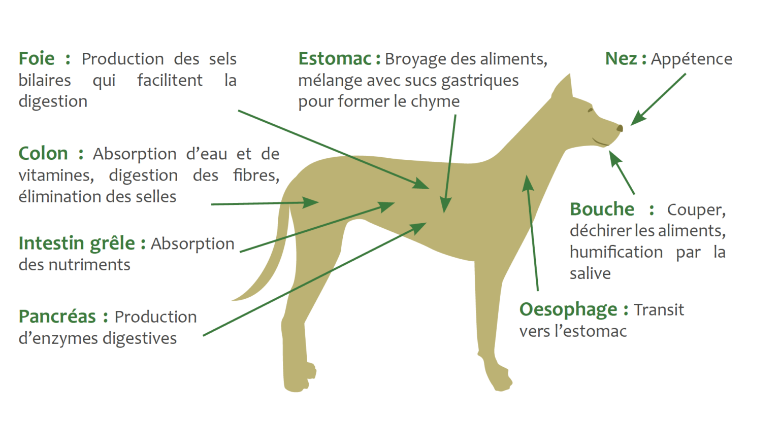 La Digestion Chez Le Chien Et Le Chat Arcanatura