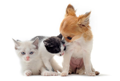 Chiots et chatons