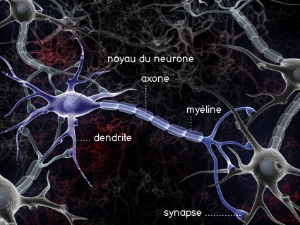 photo de neurone