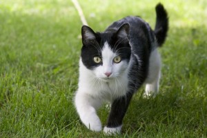 Ces Maladies Liees A La Vieillesse De Nos Chats