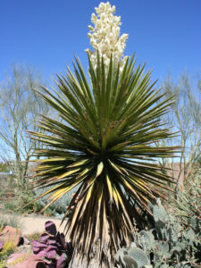Yucca-schidigera coprophagie 