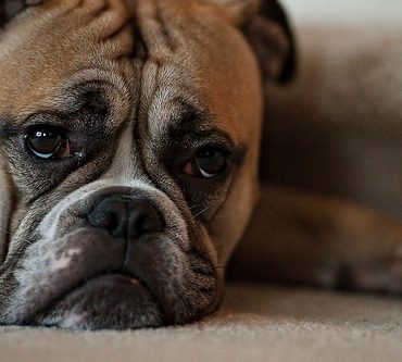 Alzheimer du chien et du chat